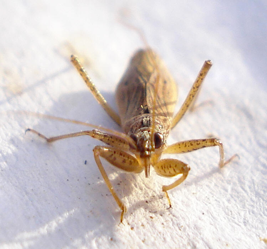 id="9384714">异翅亚目 /a>(heteroptera)姬蝽科(nabidae)昆虫的通称