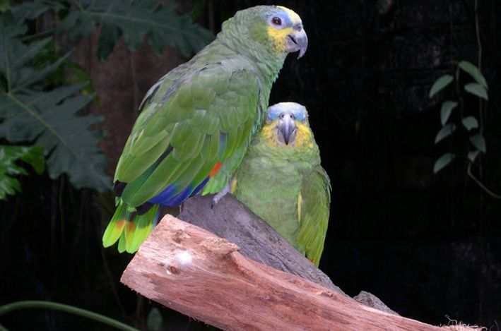 橙翅亚马逊鹦鹉