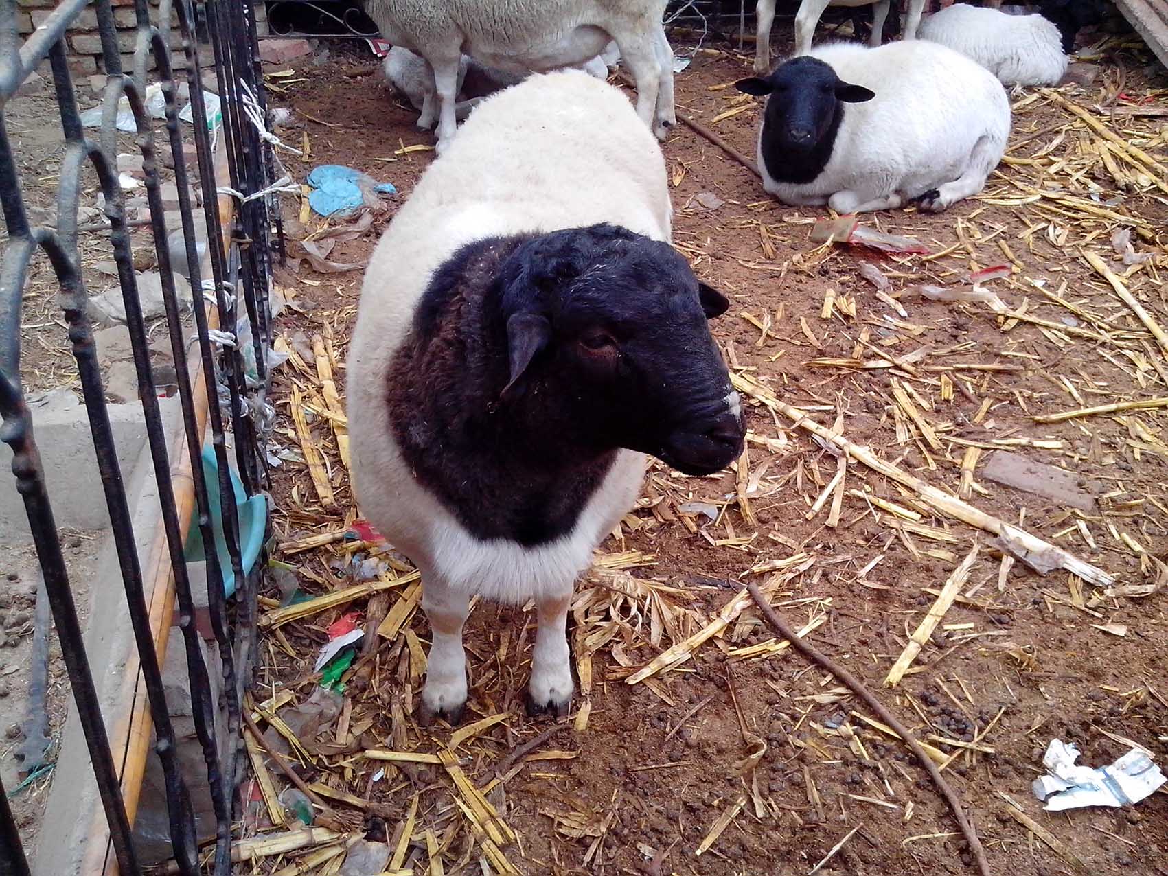 波尔种羊的选择一般都是在种用价值较高的母羊产3