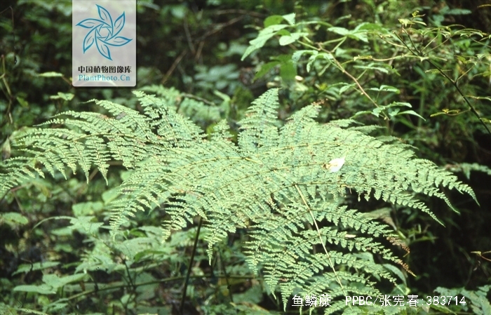  p>鱼鳞蕨植株高常1m以上.