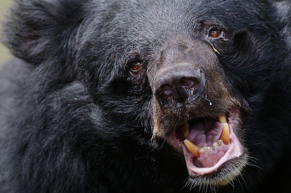 ursus thibetanus formosanus)是亚洲黑熊的台湾特有亚种,体型粗壮,头