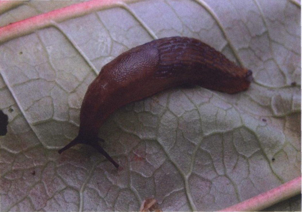  p>野蛞蝓(学名:agriolimax agrestis)为 a href="#" data-lemmaid="