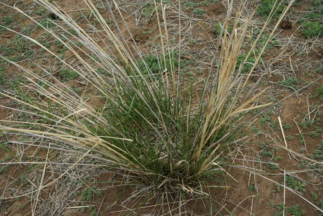  p>芨芨草(学名: i>achnatherum splendens  /i>(trin.