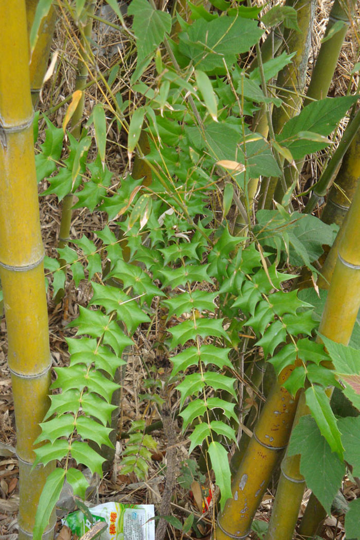 nagarum /i> stapf),别称:草乌,保山附片,小黑牛,水乌头,山乌头(云南