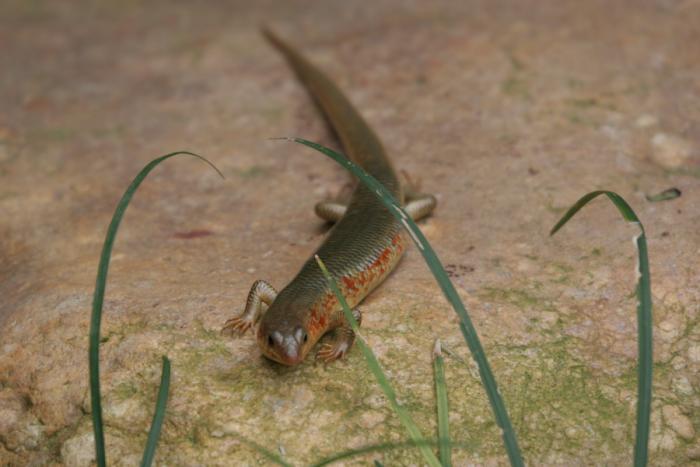  p>中国石龙子(学名: i>plestiodon chinensis /i>)为石龙子科 a href