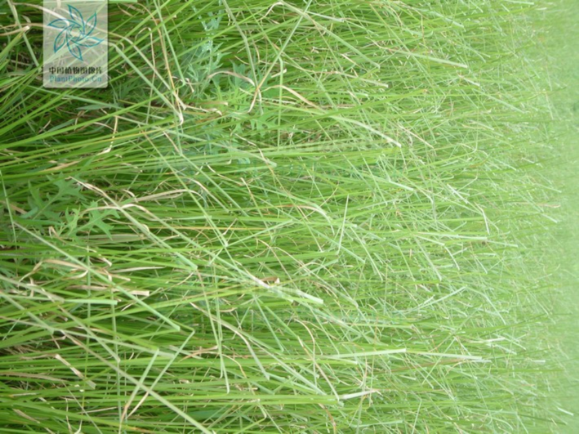 nash )是禾本科,香根草属多年生粗壮 a href="#">草本 /a>植物.