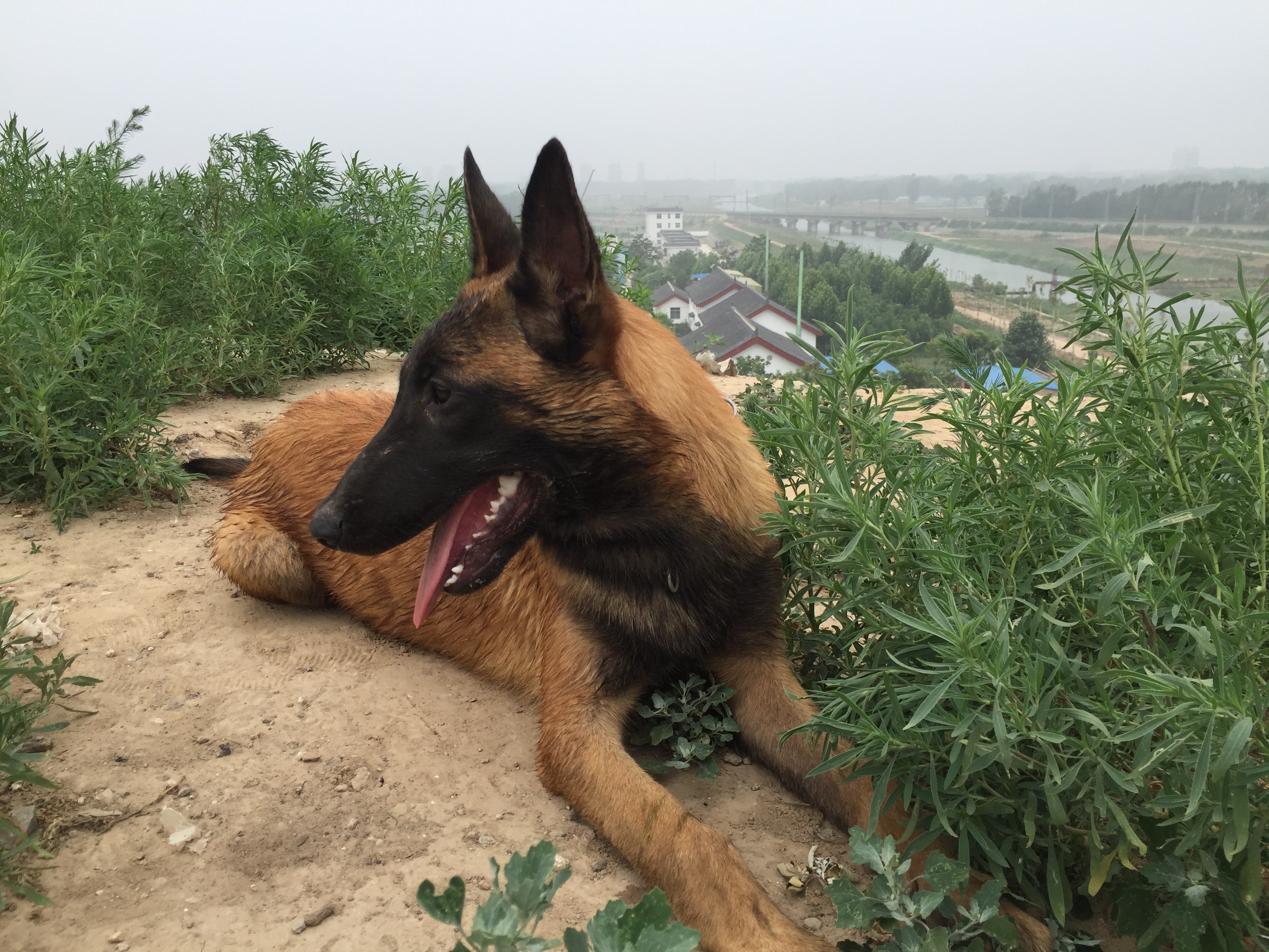  p>中国马犬是 a href="#" data-lemmaid="4764792">昆马犬 /a>的俗名