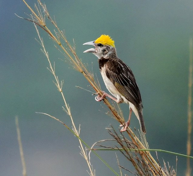 black-throated weaver bird