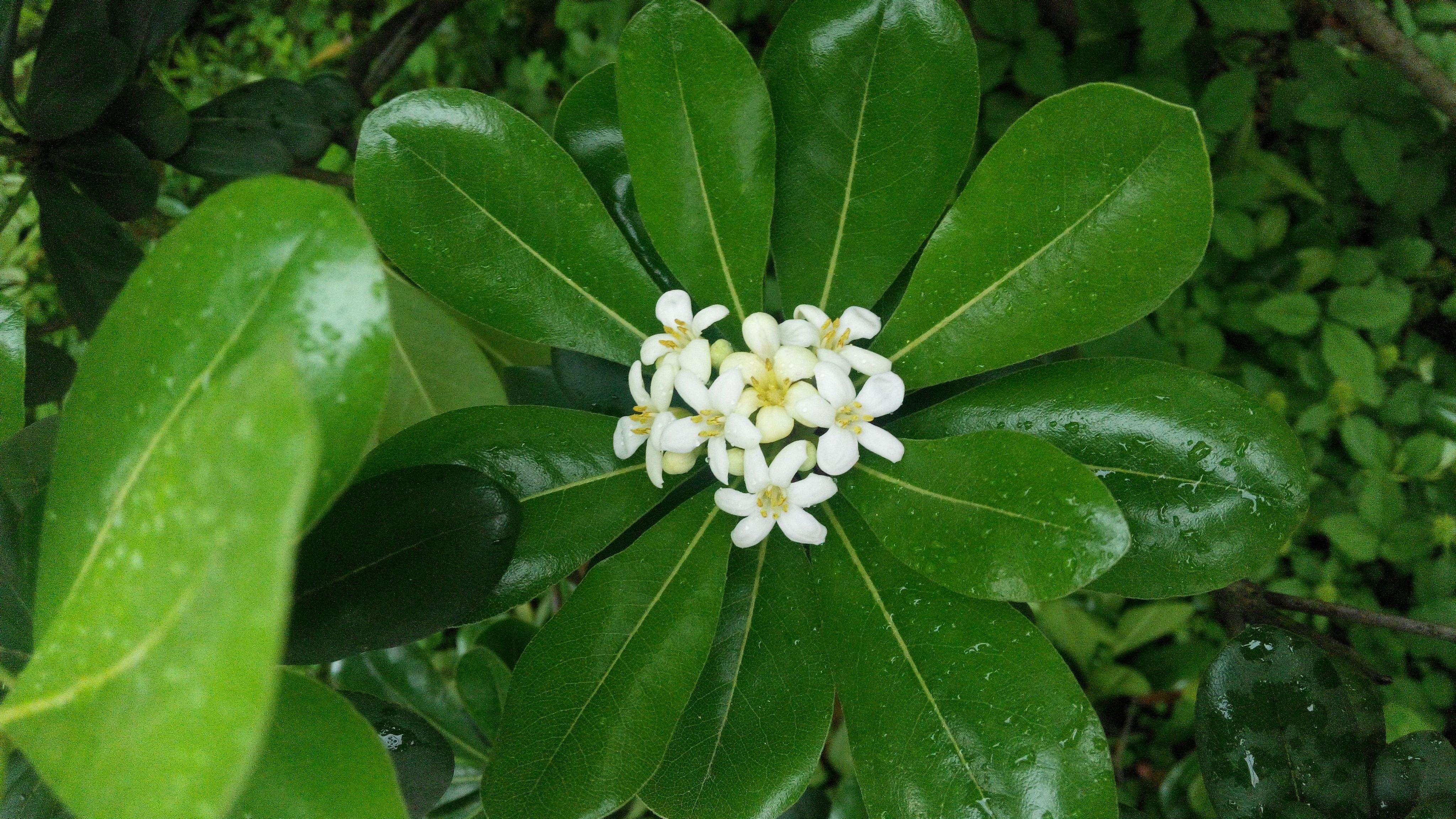  p>海桐(学名: i>pittosporum tobira /i>) ,是 a target="_blank"