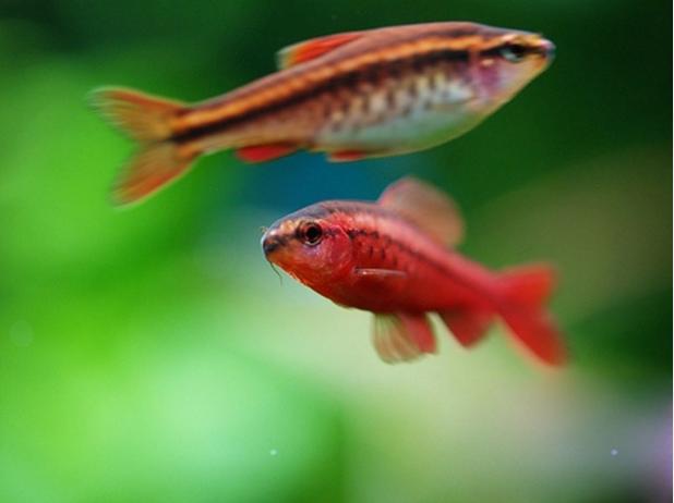  p>樱桃无须魮(puntius titteya),俗称红玫瑰鱼.