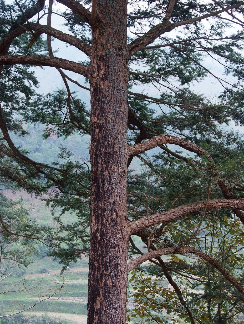  p>铁坚油杉(学名: i>keteleeria davidiana /i> (bertr.) beissn.