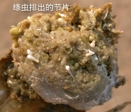 鸡绦虫