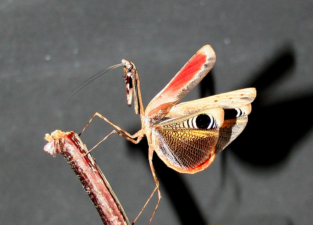  p>孔雀螳属的螳螂当张开翅膀时,好似孔雀开屏一般,因此得名. /p>