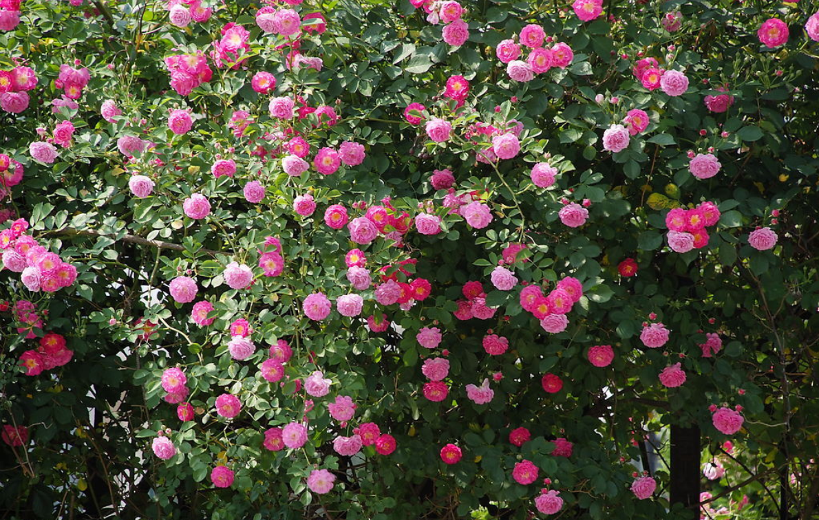  p>刺蔷薇(学名: i>rosa acicularis /i> lindl.