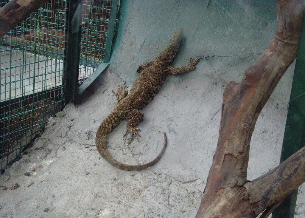  p>多疣壁虎( i>gekko japonicus /i>&nbsp;dumeril and bibron