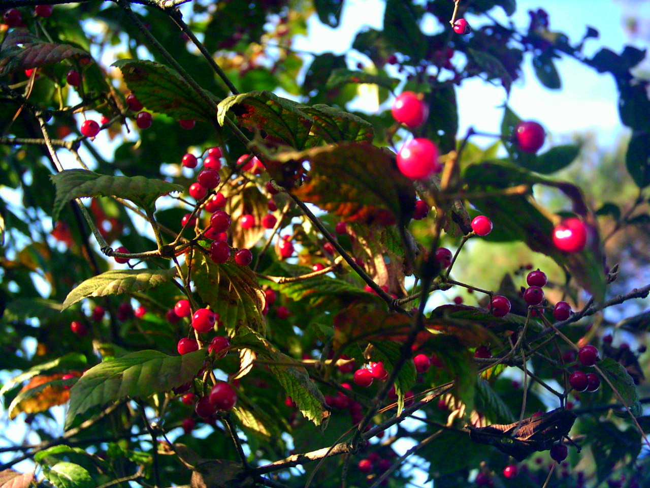  p>滇南红果树(学名: i>stranvaesia oblanceolata  /i>(rehd.