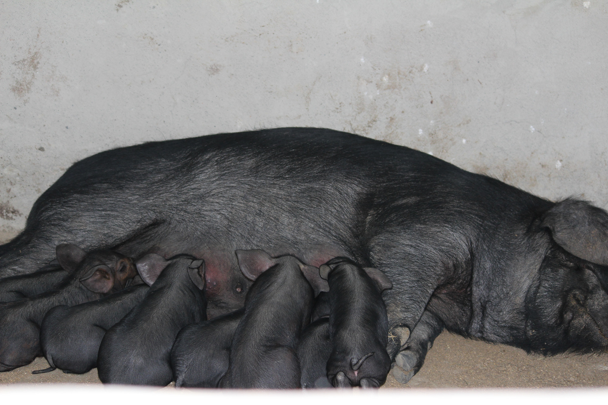  p>烟台黑猪系《祖国优良 a href="#" data-lemmaid="618474">家畜 /a