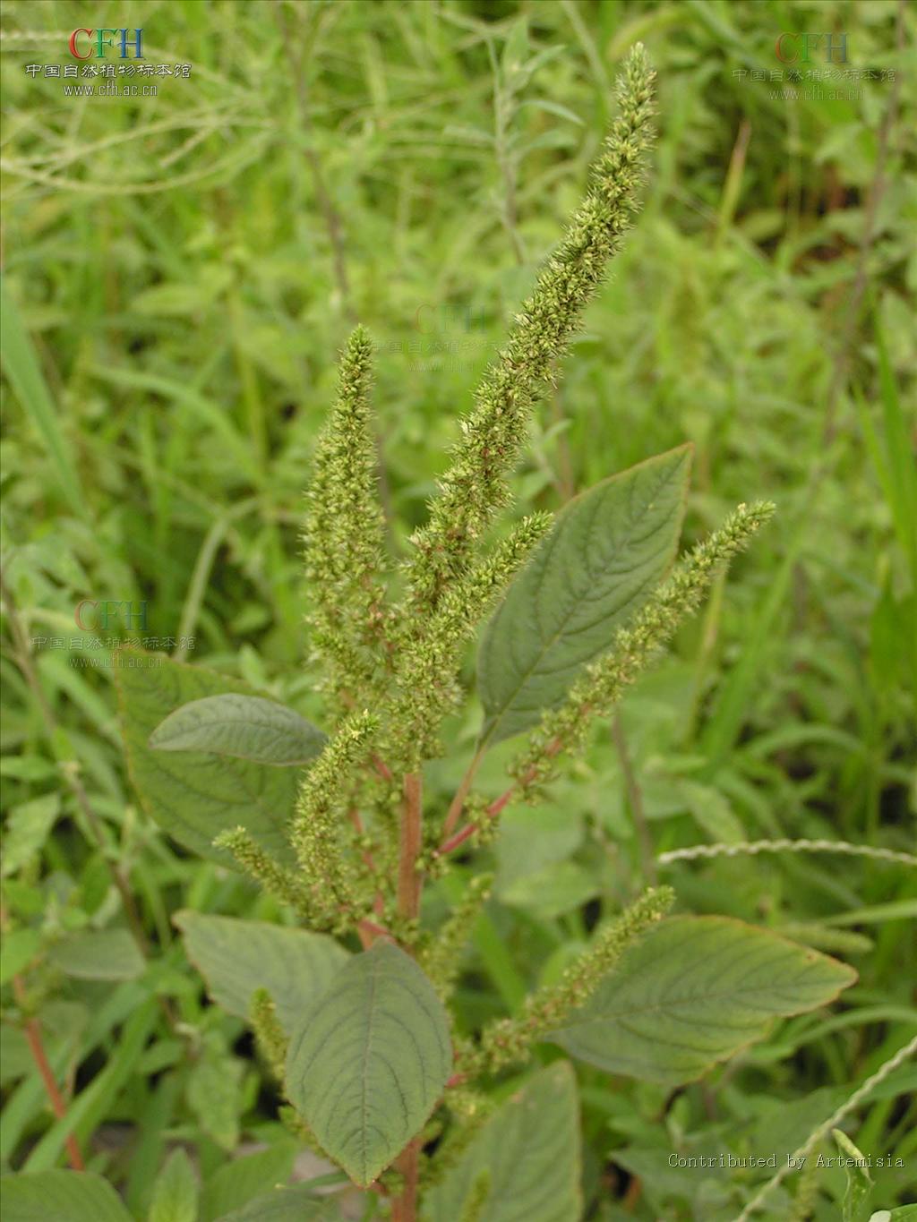  p>绿穗苋(学名: i>amaranthus hybridus /i> l.