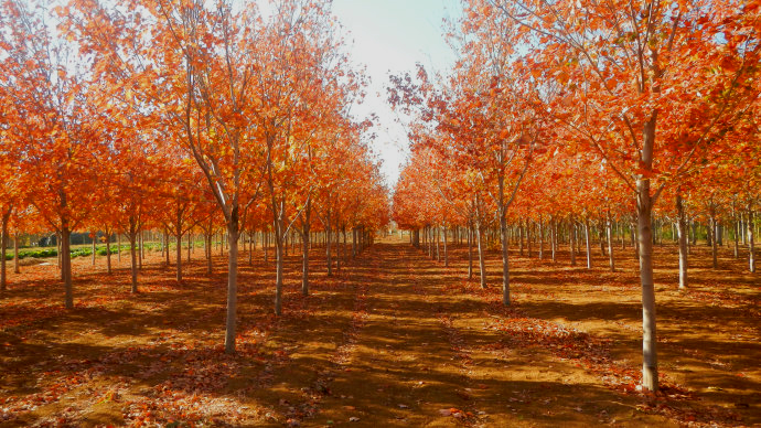  p>" a target="_blank" href="/item/彩叶树/3954111" data-lemmaid=