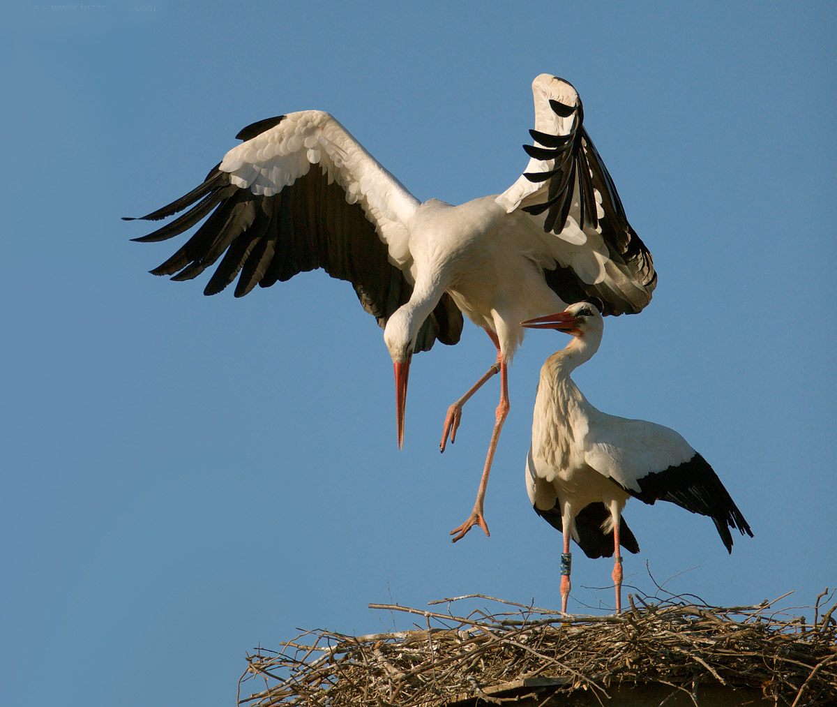  p>国鸟(national bird): a target="_blank" href="/item/鸟类">鸟类