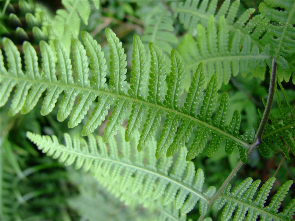  p>凸轴蕨是真蕨目金星蕨科 a target="_blank" href="/item/凸轴蕨属