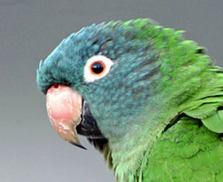  p>蓝冠锥尾鹦鹉(学名: i>aratinga acuticaudata /i> ):是鸟纲,鹦鹉