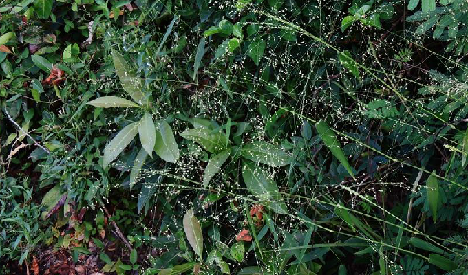  p>山涧草属, a target="_blank" href="/item/禾本科/2458872" data