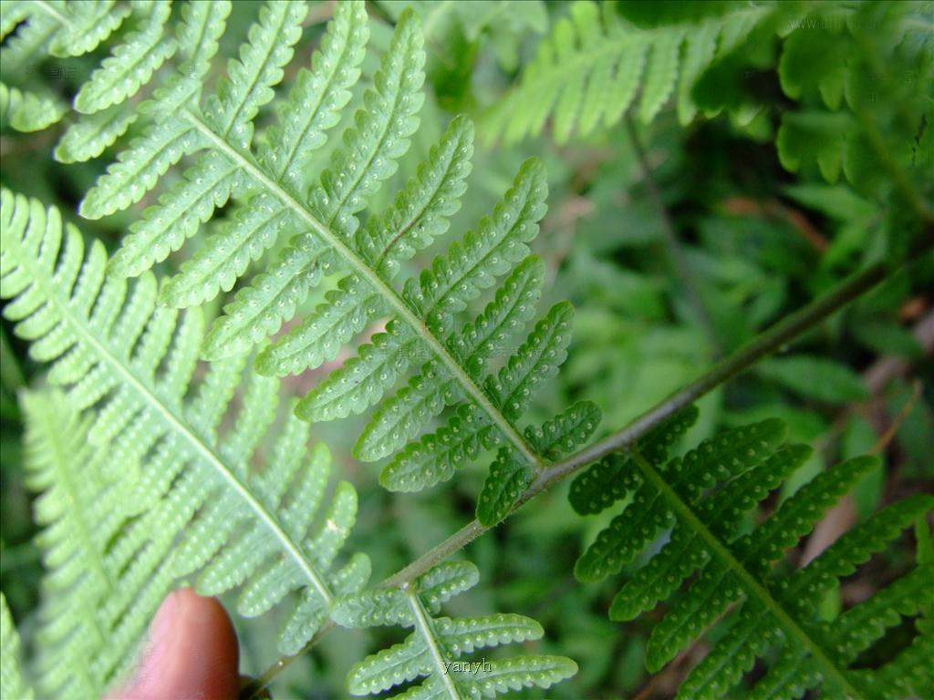  p>凸轴蕨是真蕨目金星蕨科 a target="_blank" href="/item/凸轴蕨属