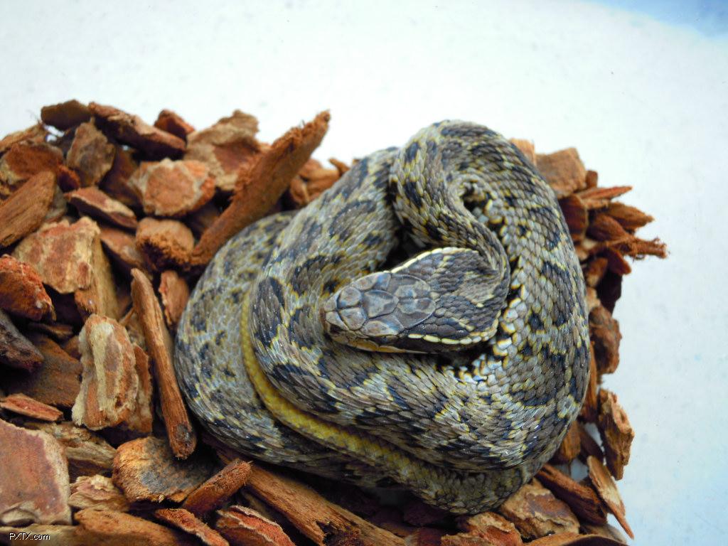 agkistrodon  brevicaudus