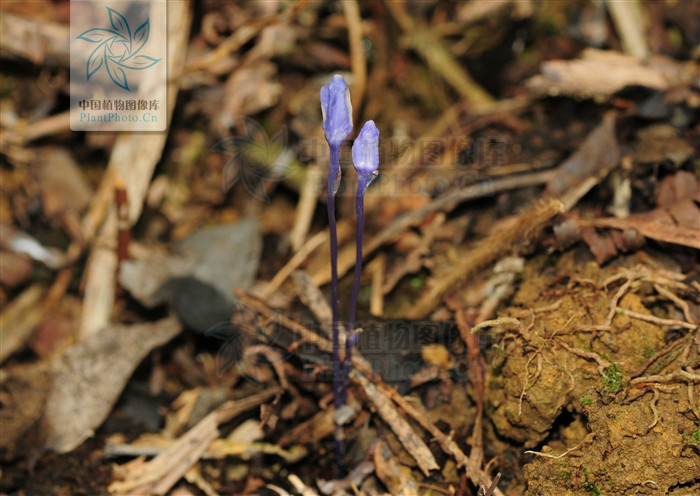burmannia itoana),又名 b>紫水玉簪 /b>,为水玉簪科水玉簪属的植物