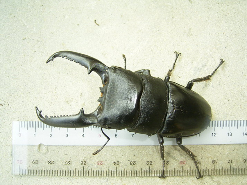 锹甲