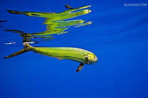  p>剑鱼(学名: i>xiphias gladius /i>),亦称"箭鱼".