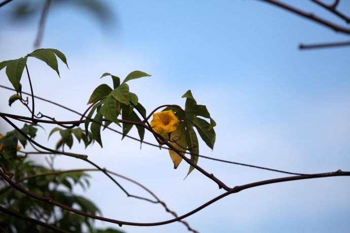  p>玫瑰木属,被子植物门木兰纲桃金娘目 a href="#" data-lemmaid="