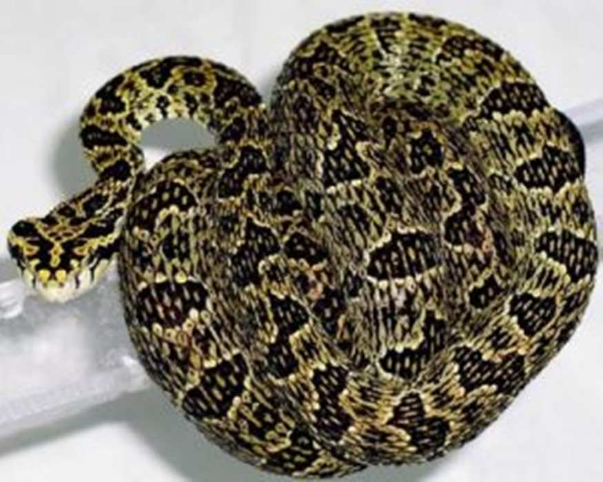  p>原矛头蝮(学名: i>protobothrops mucrosquamatus /i>),又名为龟壳