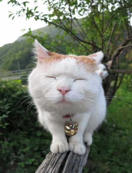  p> a target="_blank" href="/item/猫叔">猫叔 /a>(2002年3月8日