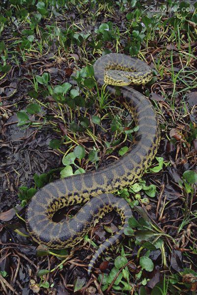  p>水蚺,类似水蟒的蛇类,网上有许多说森蚺也叫水蚺是错误的,是现存