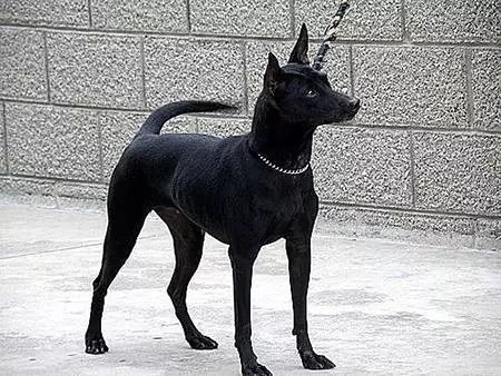 中国土狗和日本柴犬比 输在哪里 百科ta说