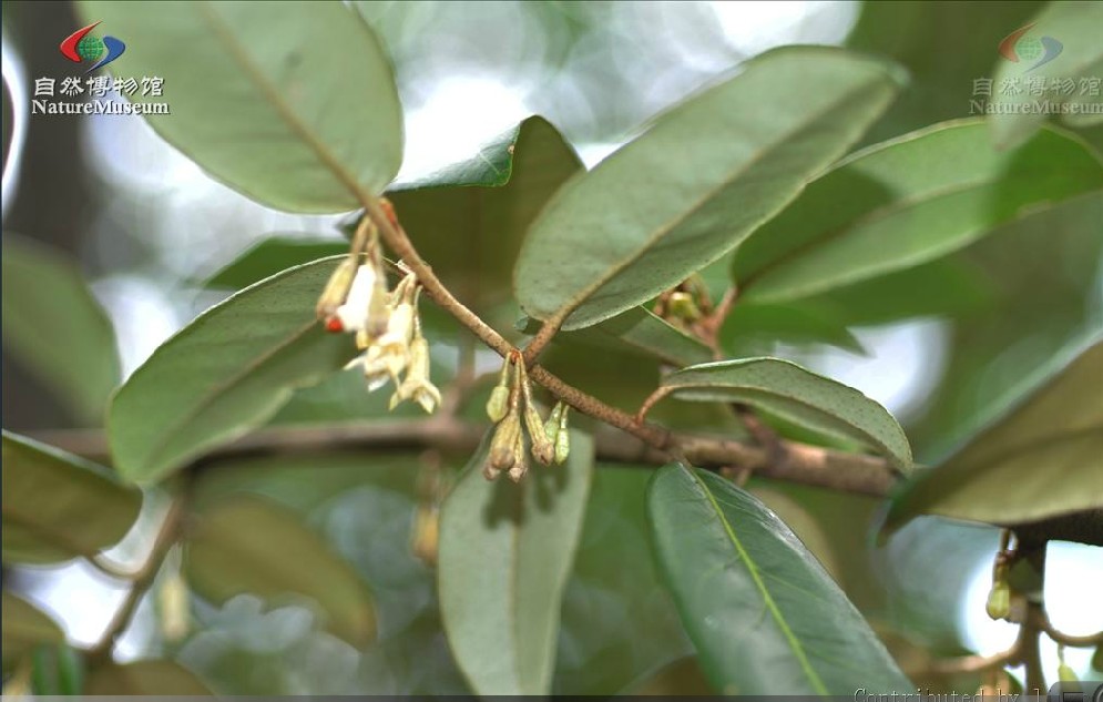  p>胡颓子,别名:蒲颓子,半含春,卢都子,雀儿酥,甜棒子,牛奶子根,石