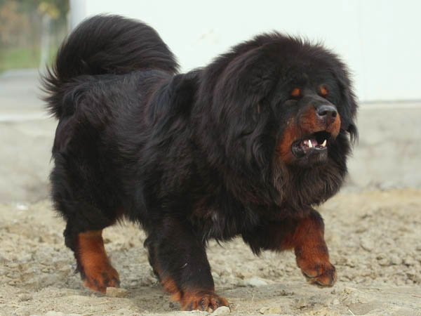  p data-id="gnvez2l6fw">苍猊犬(tibetan mastiff), a target="