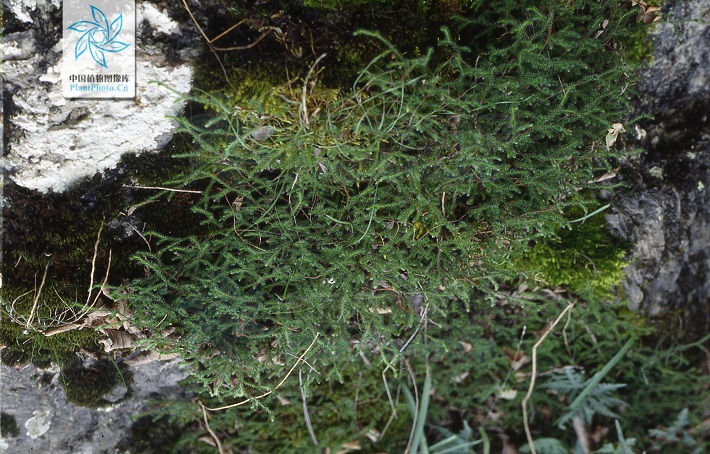 细瘦卷柏