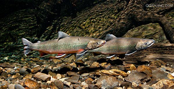  p>花羔红点鲑(学名:salvelinus malma)为鲑科红点鲑属的鱼类,体色由