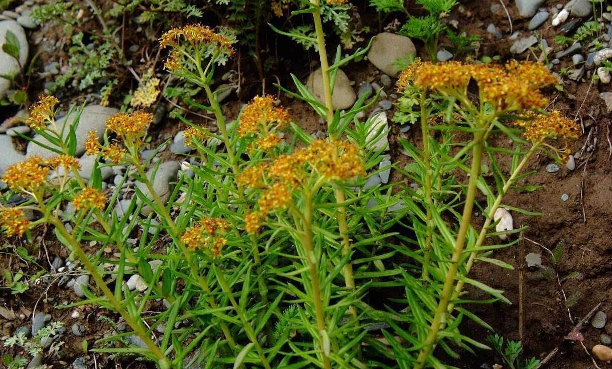  p>大果红景天(学名:rhodiola macrocarpa)为 a target="_blank" href