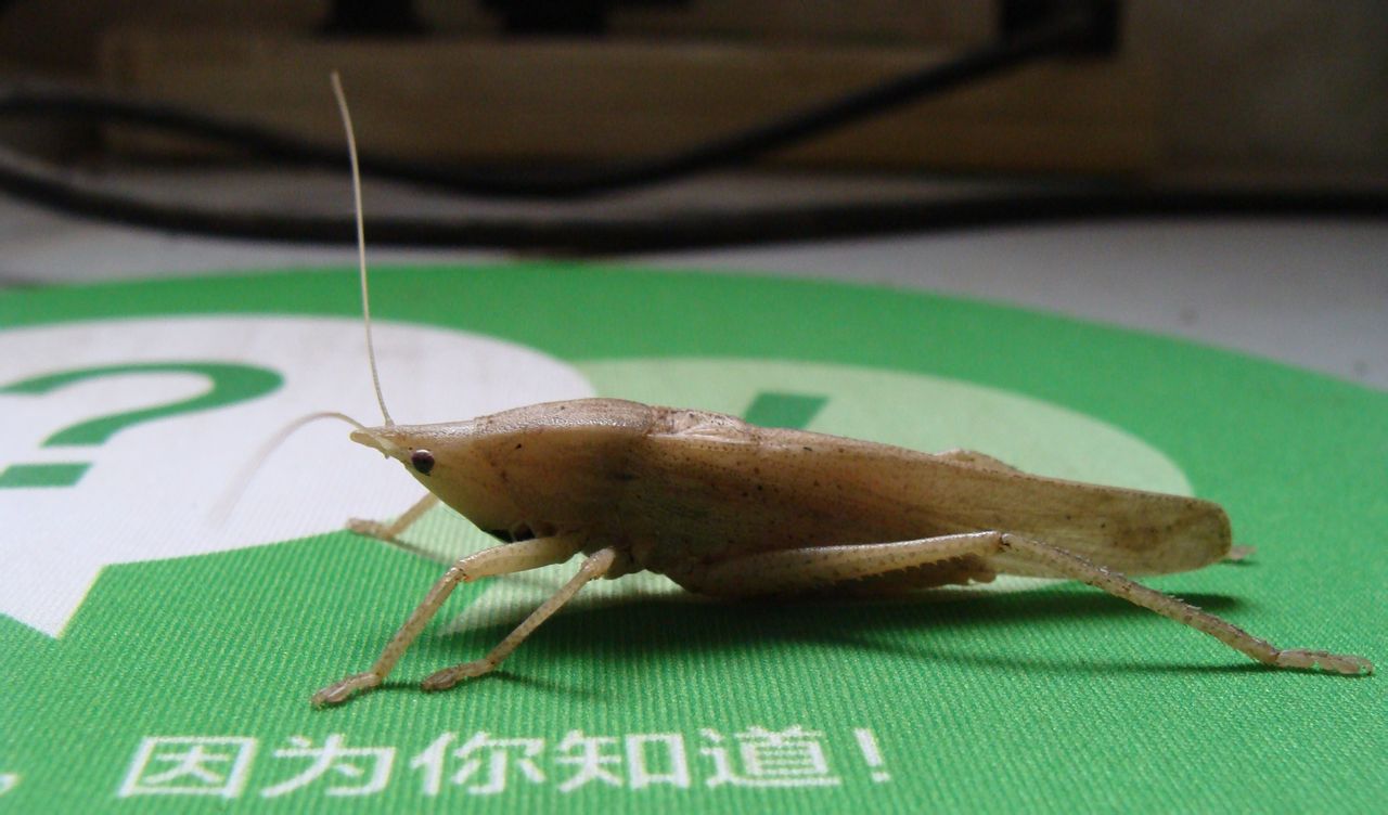  p>拟矛螽属螽的种类, a target="_blank" href
