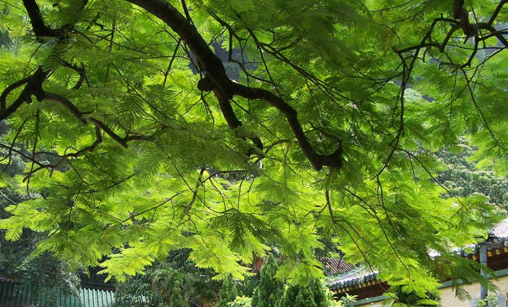  p>大皮消是药物名称,又名踏皮树,毡帽老,牛尾巴树,主治食积胃痛, a