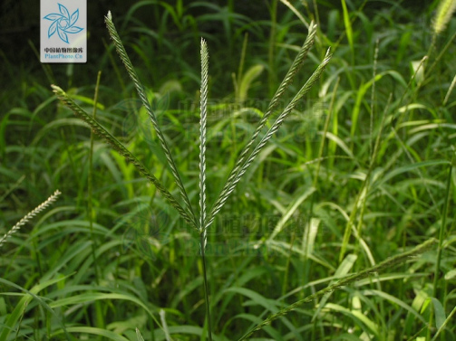 穇属_百度百科