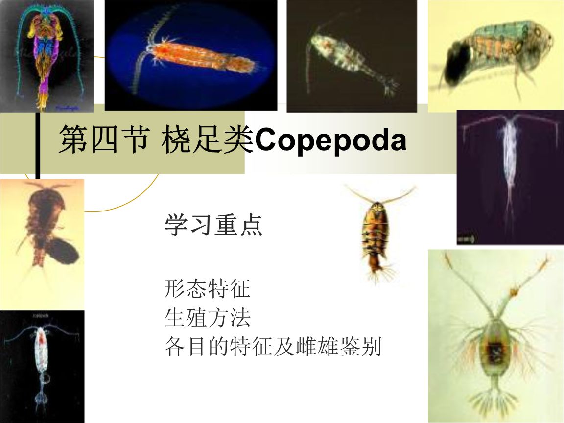 桡足类的幼体从卵孵出后,尚需经过相当复杂的发育过程,一般要经过6