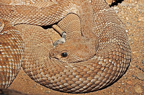  p>南美响尾蛇(crotalus durissus)是一种分布在南美洲的响尾蛇.