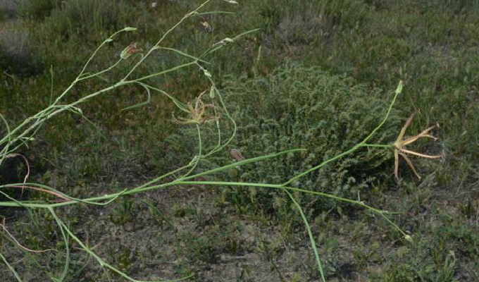  p>蝎尾菊属(学名:koelpinia pall.