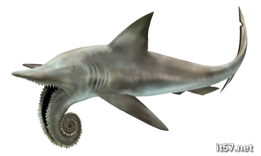  p>旋齿鲨(helicoprion),helico源自希腊语"螺旋状