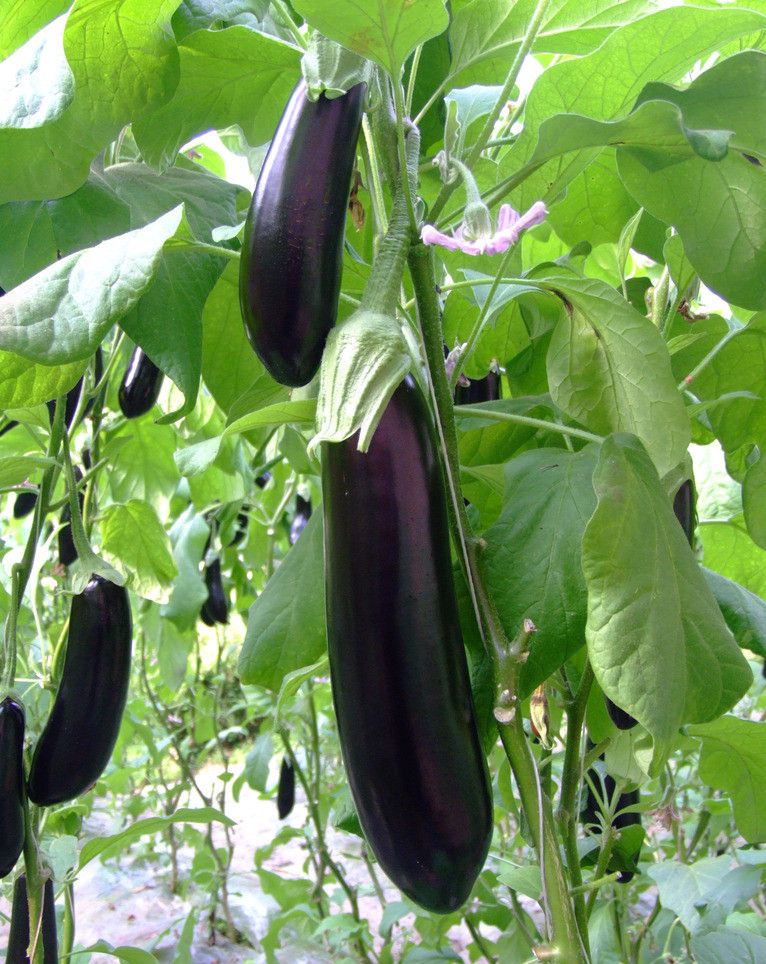 data-lemmaid="35717">茄子 /a>的一种,以其形状较大著称